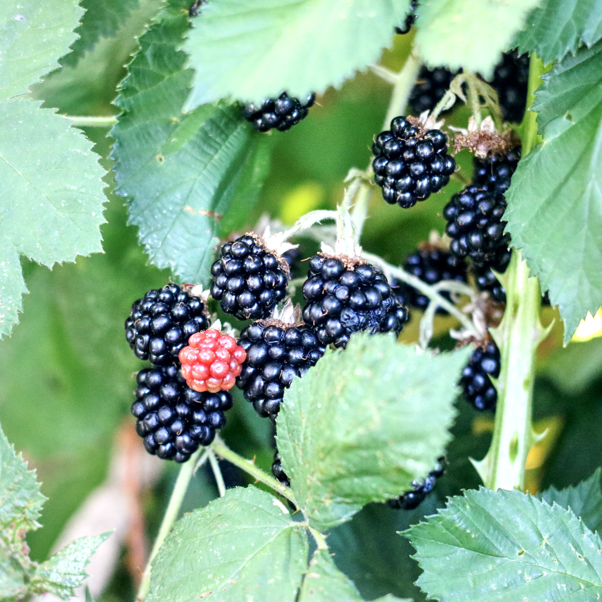 Blackberries about to be forest